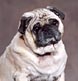 pug-look dog with an expression to delight its owner